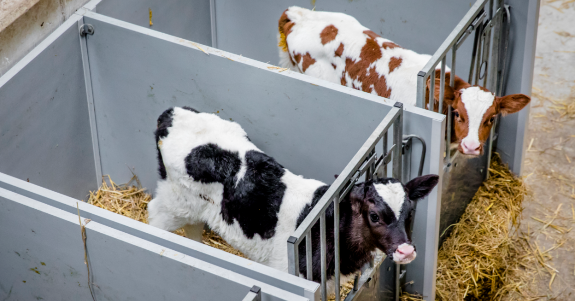 NVWA faalt bij toezicht op vervoer van zieke dieren: ‘Afgekeurd vlees ...