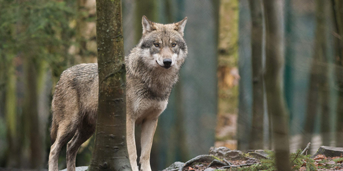 Wolf duikt op rond kinderdagverblijven in Ermelo: 'Dichtbevolkte gebieden moeten wolfvrij zijn'