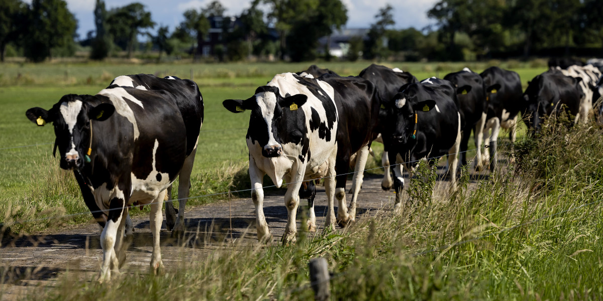 Wandelaar overleden door aanval koeien in Limburgse Spaubeek