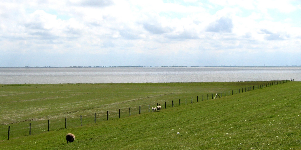 Verbod op vee in wei bij Waddenzee en op Texel om droogte