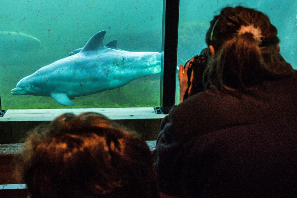 Dolfijn in Dolfinarium.