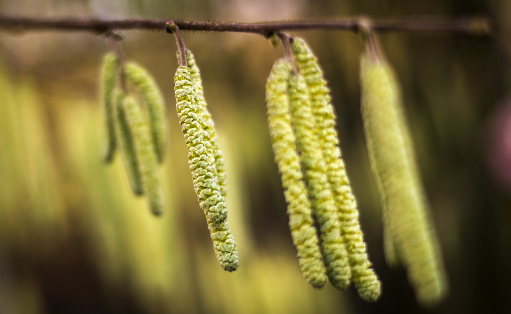 Een hazelaar staat in bloei in het Amsterdamse Bos.