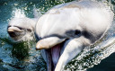 Dolfijnen in het dolfinarium in Harderwijk.