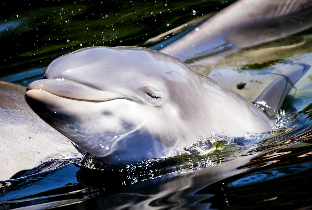 Een pasgeboren dolfijntje zwemt met haar moeder Roxy in het Dolfinarium.