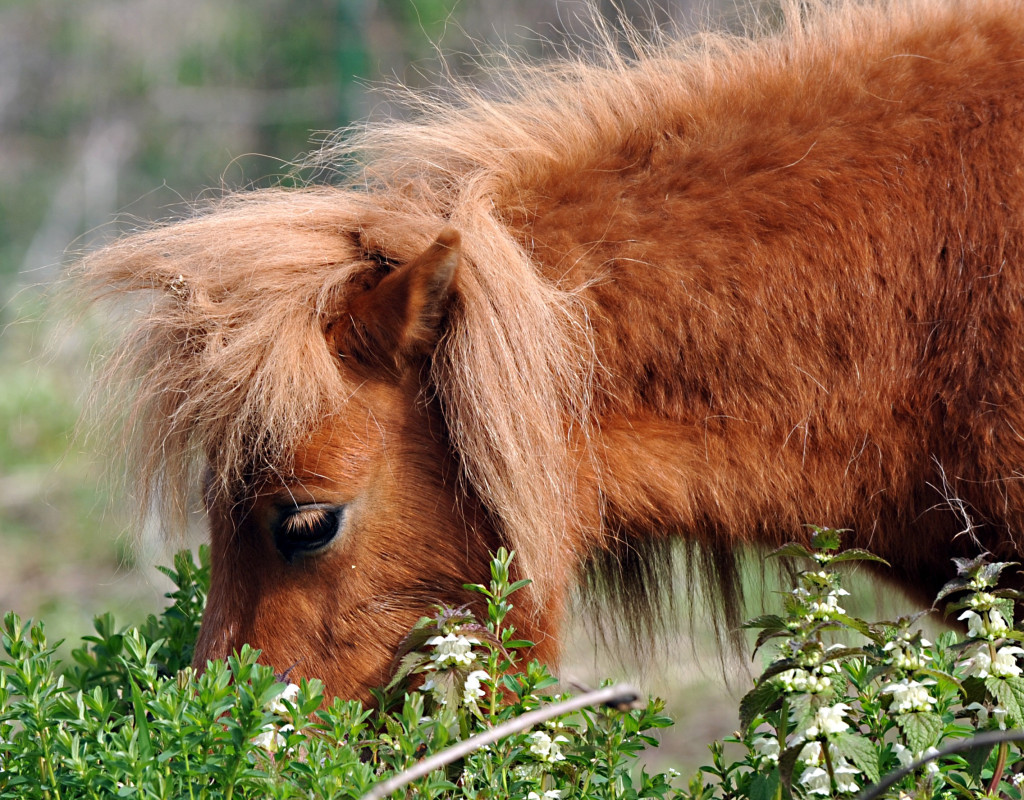 Foto ter illustratie.