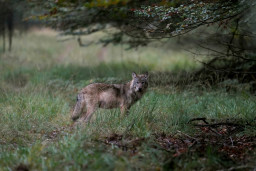 Wolf op de Veluwe.