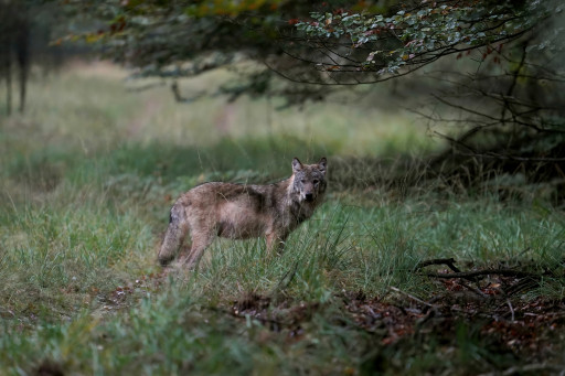 Wolf op de Veluwe.