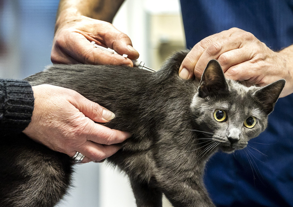 Foto ter illustratie.