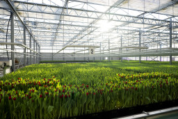 Tulpen in de kas van een tulpenkwekerij.